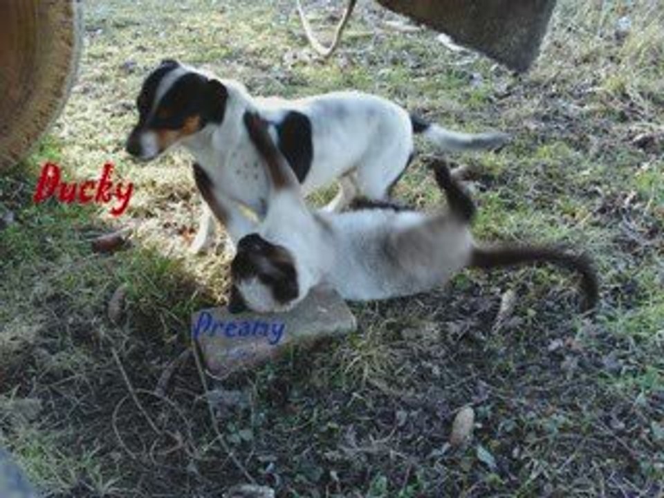 Animaux