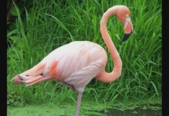 La danse des flamants roses