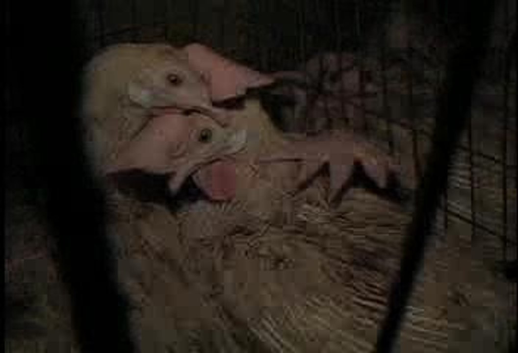 meet_your_meat (hard public averti)