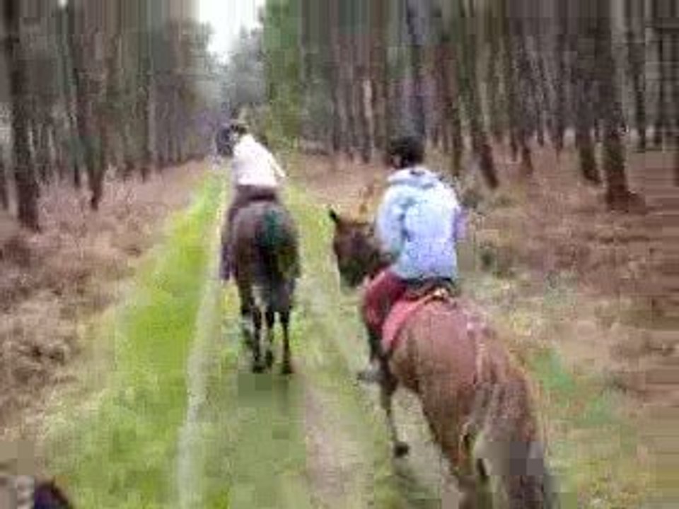 Galop en forêt!