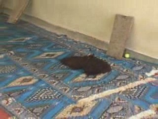 قرأة القران بالمدرسة العلمية العتيقة بمركز  أربعاء رسموكة