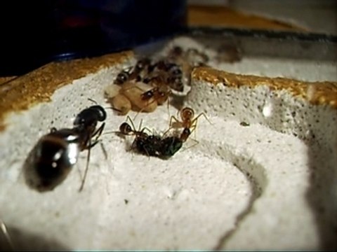 CAMPONOTUS FELLAH AVEC UNE MOUCHE