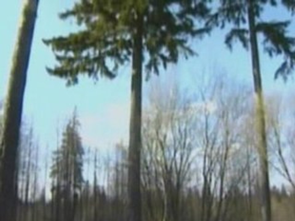 Fir tree found in lung