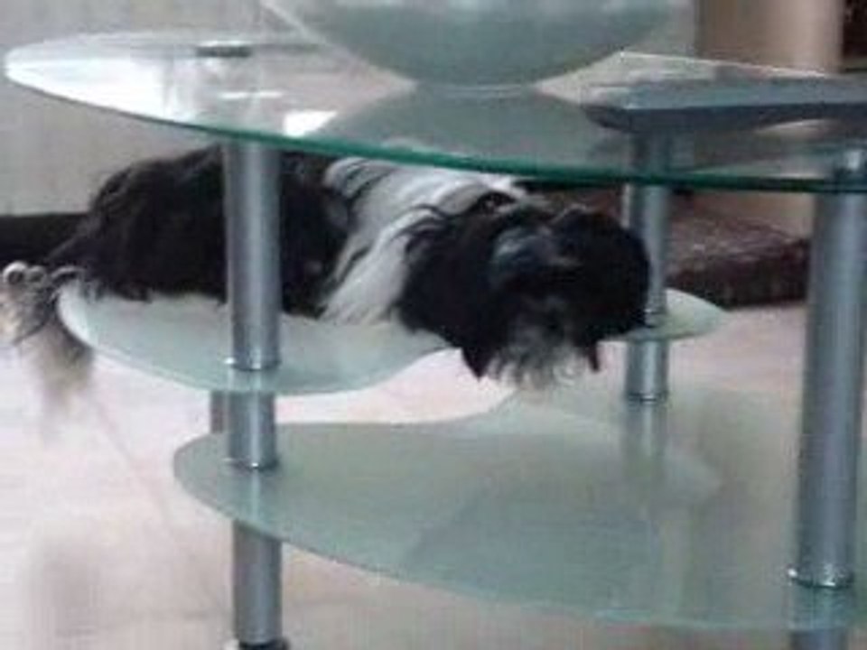 LADY, rien ne la perturbe! LOL