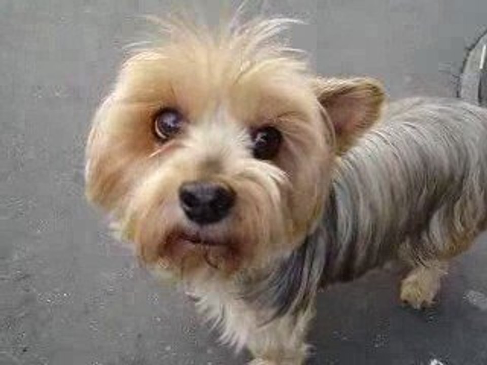 chien timide