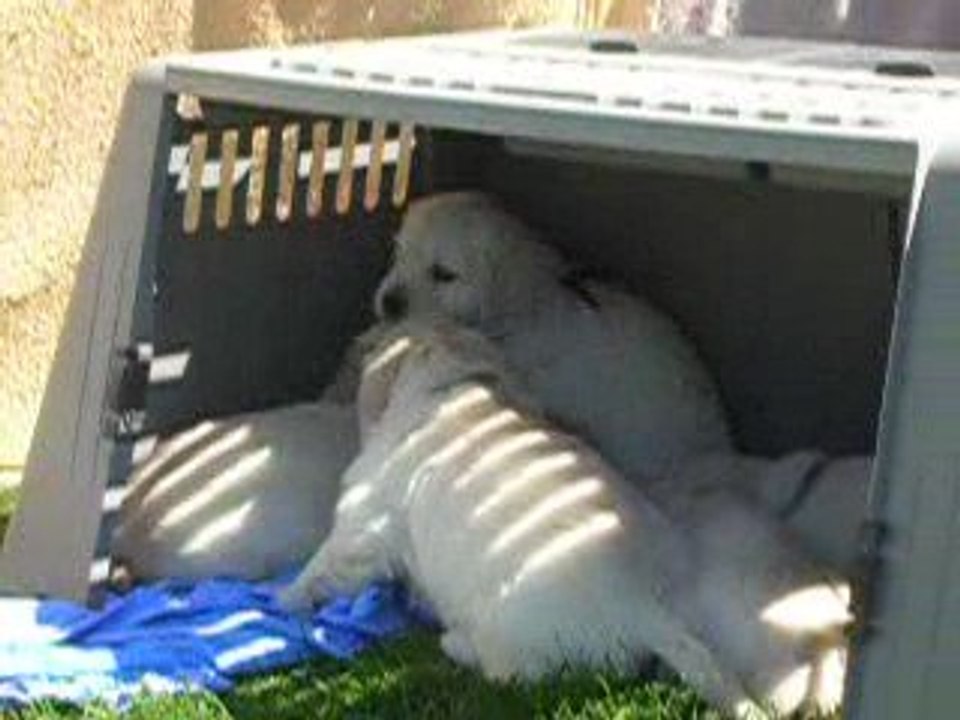 bagarre de chiots