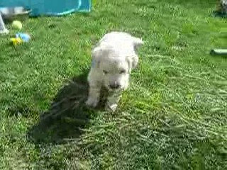 Mlle Neige et une branche de bambou