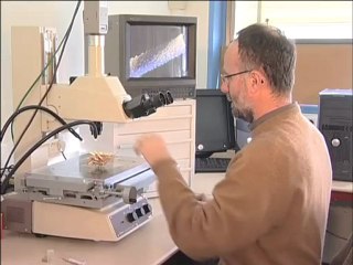 Les oursins d'Antarctique