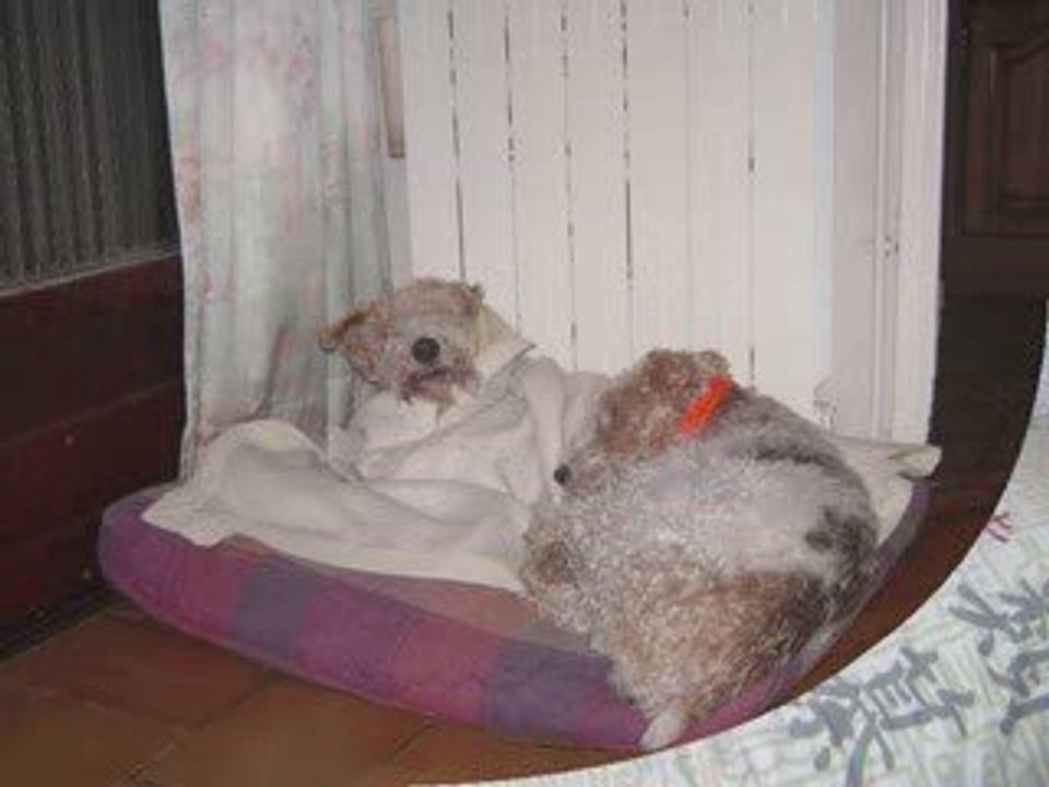 milou