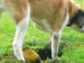 Dagobert 15042009 035