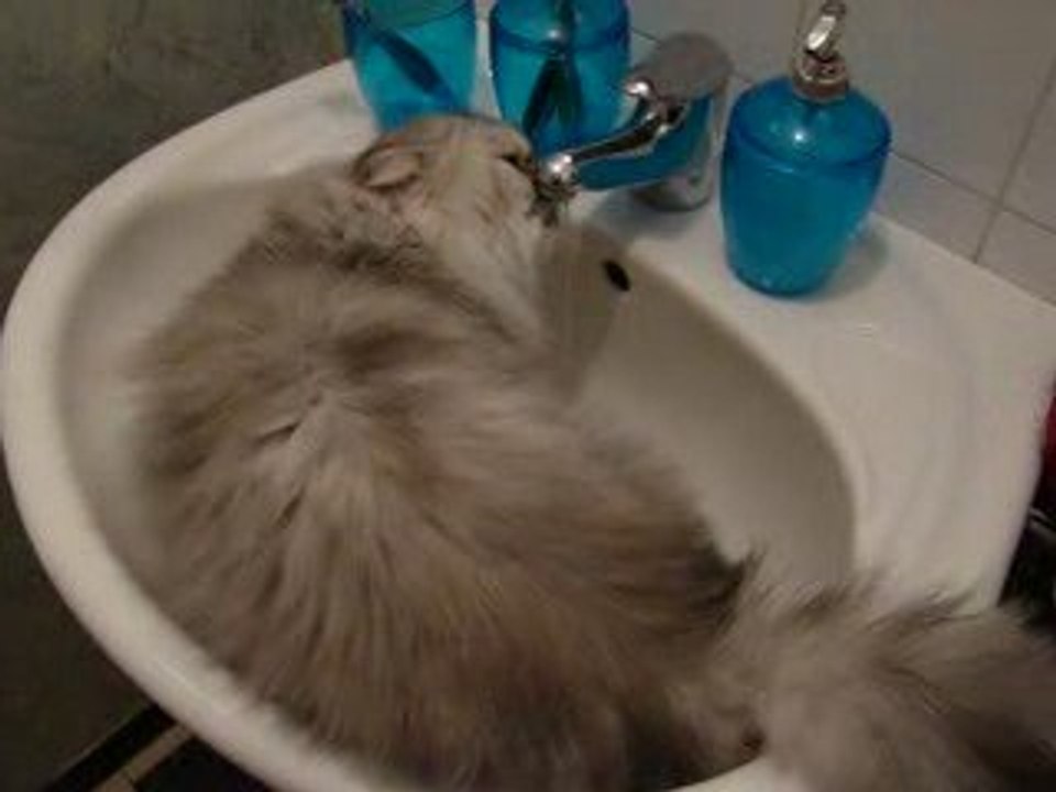 Chat qui boit au robinet lavabo!