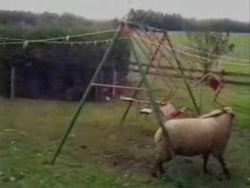 Le_Mouton_de_Zidane