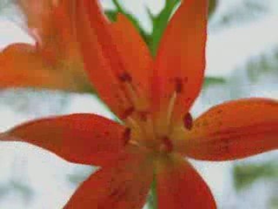 SingingFlowers, Fleurs