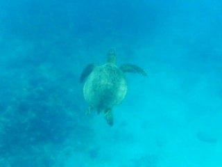 Tortue nageant à Turtle Bay, Oahu, HI