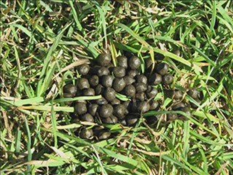 The Birds and The Bees.  And the Goats.