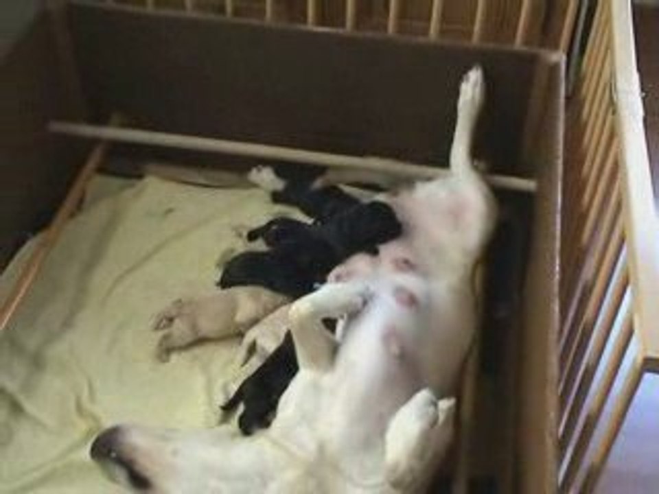 Kaly - Portée A - 15.04.2009