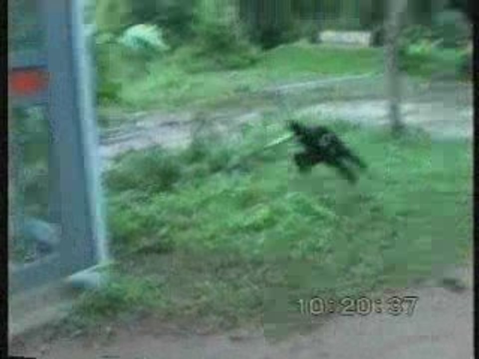 singe embête chien