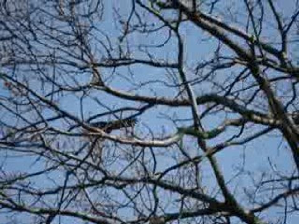 Weißkopfseeadler Maxima