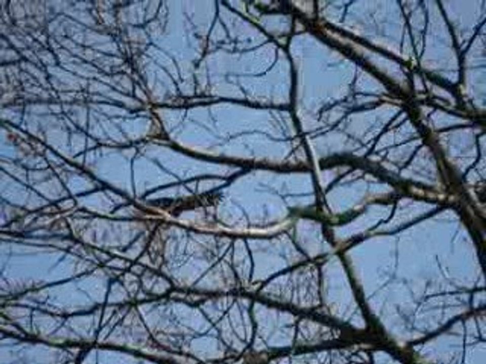 Weißkopfseeadler maxima
