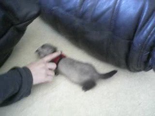 Mooshü et le harnais...