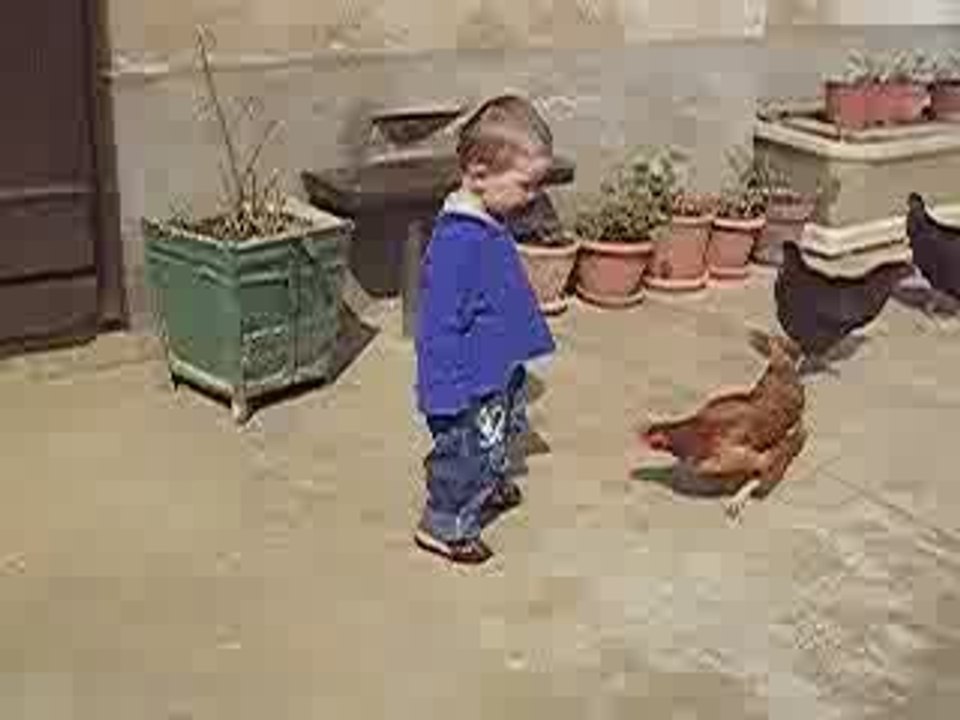 poules1