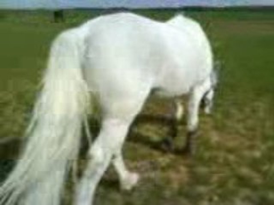 MOV00785