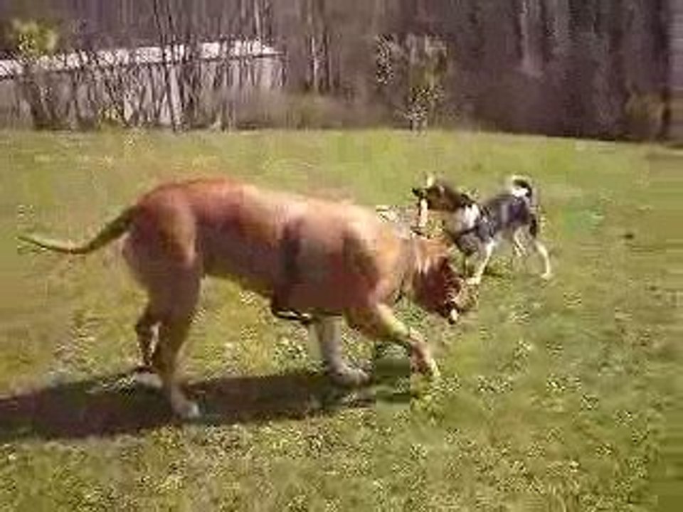 Lyrco et zira