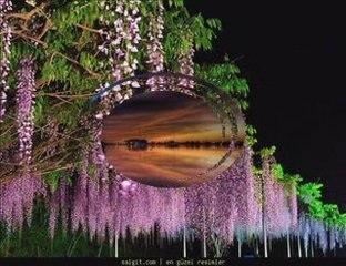 ERGÜN  EFE - ORMANSIZ AĞAÇ GİBİ