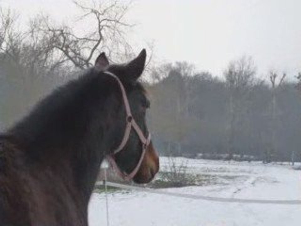 dernière neige