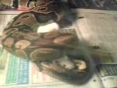 Python Royal VS Souris (repas)