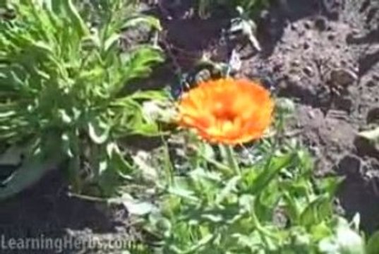 Growing calendula: Calendula Officinalis