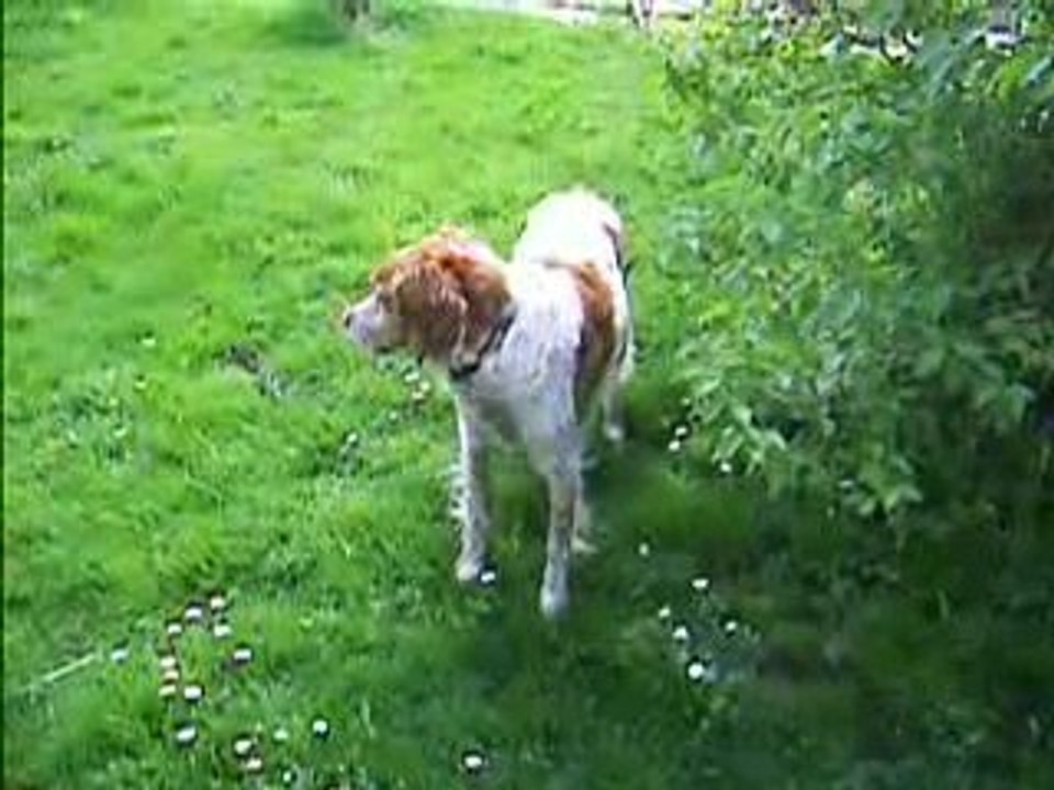 Aldo