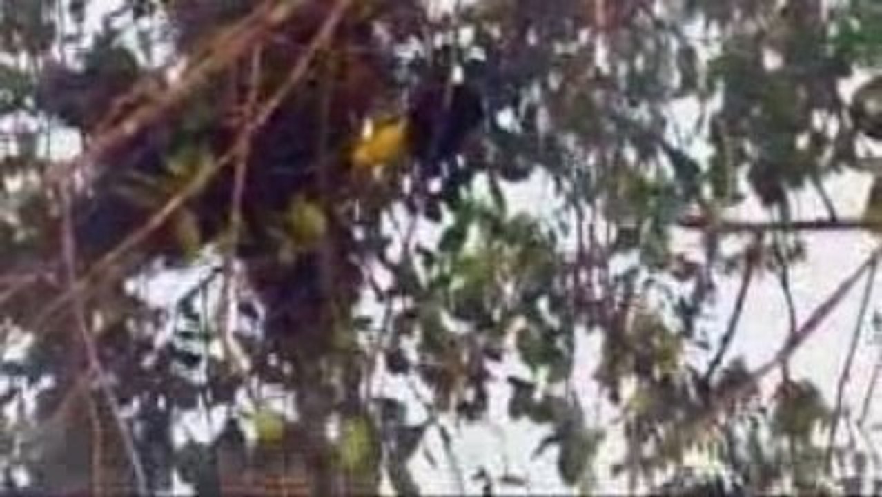 Quelques oiseaux du Venezuela