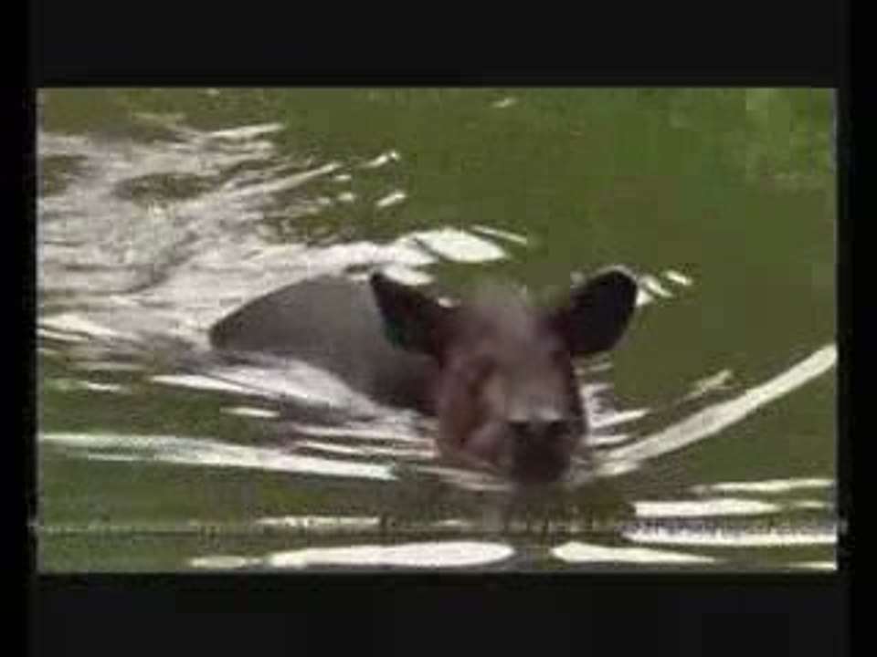 Pub Smart Tapir