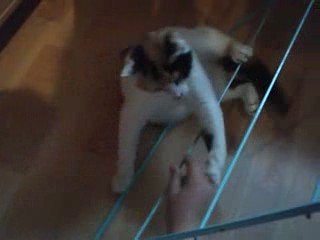 Rèche de Sushi sur l'étendoir