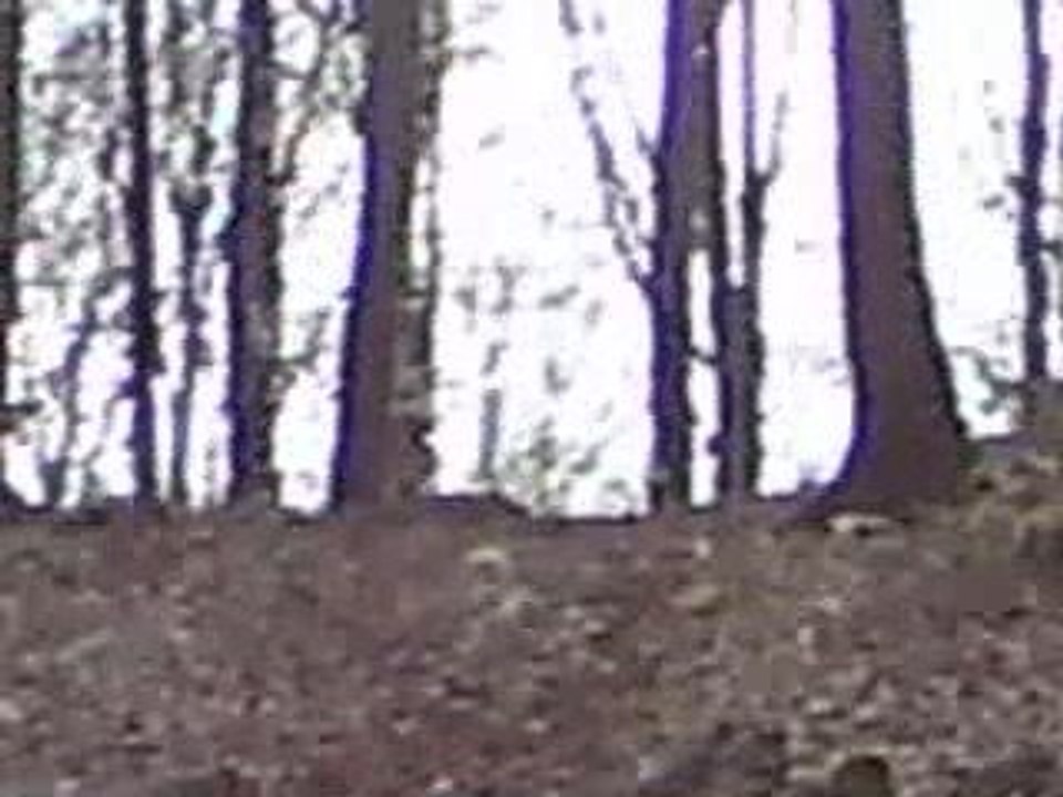 monter en 250 gas gas 2005