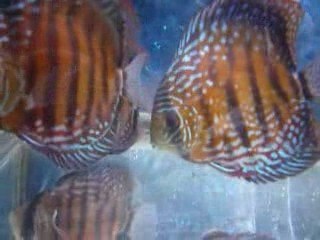 Discus malade
