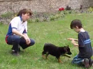 German Shepherd Import puppy playing with Brad