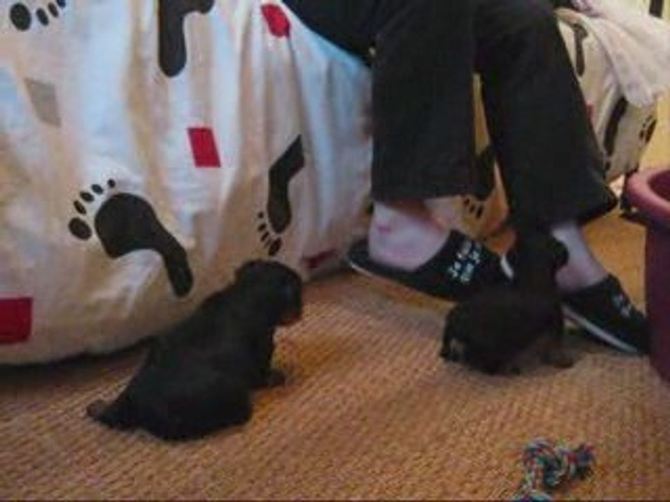 Petits chiots 002_0001