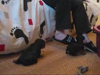 Petits chiots 002_0001