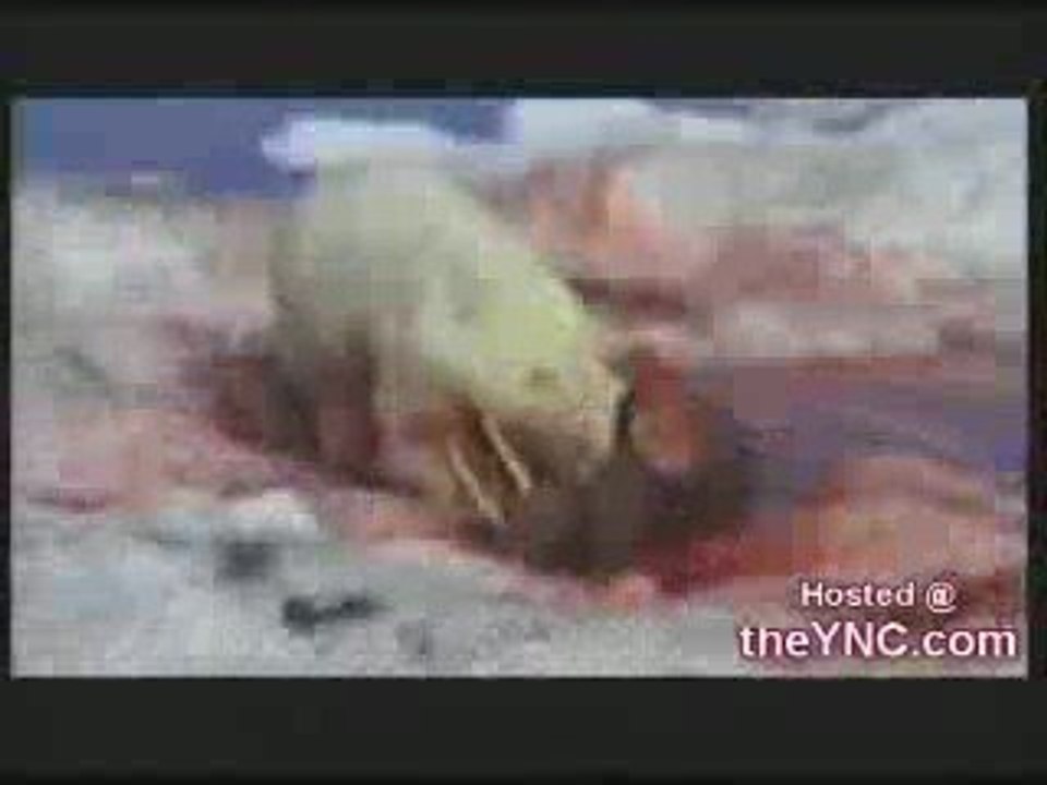 Polar bear vs walrus