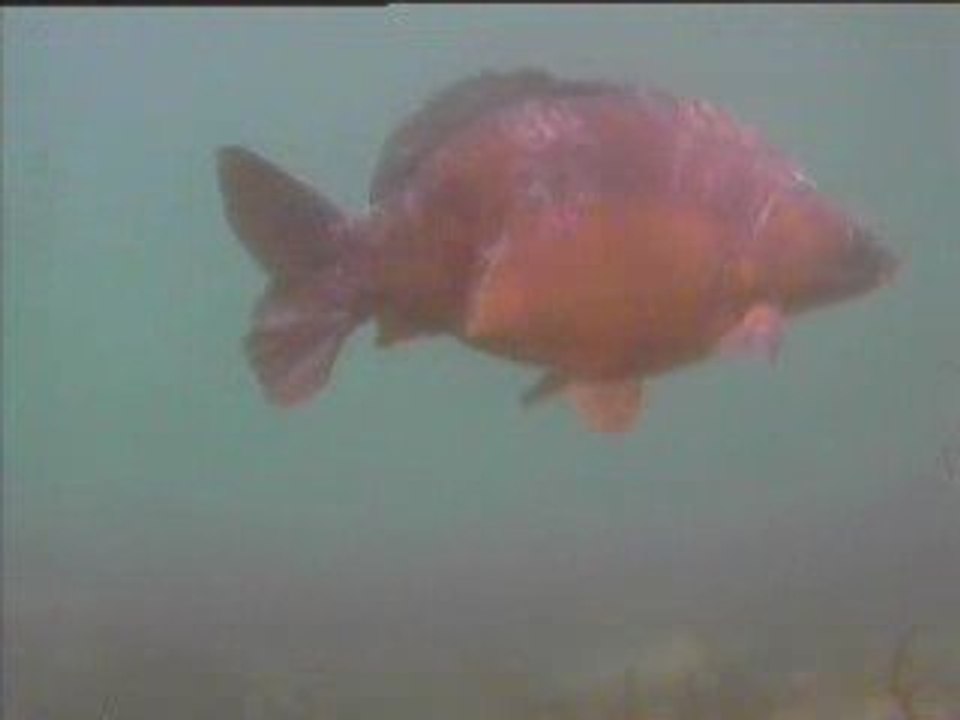 carpe video6