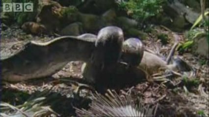 Fully Grown Python eating a Deer - BBC wildlife