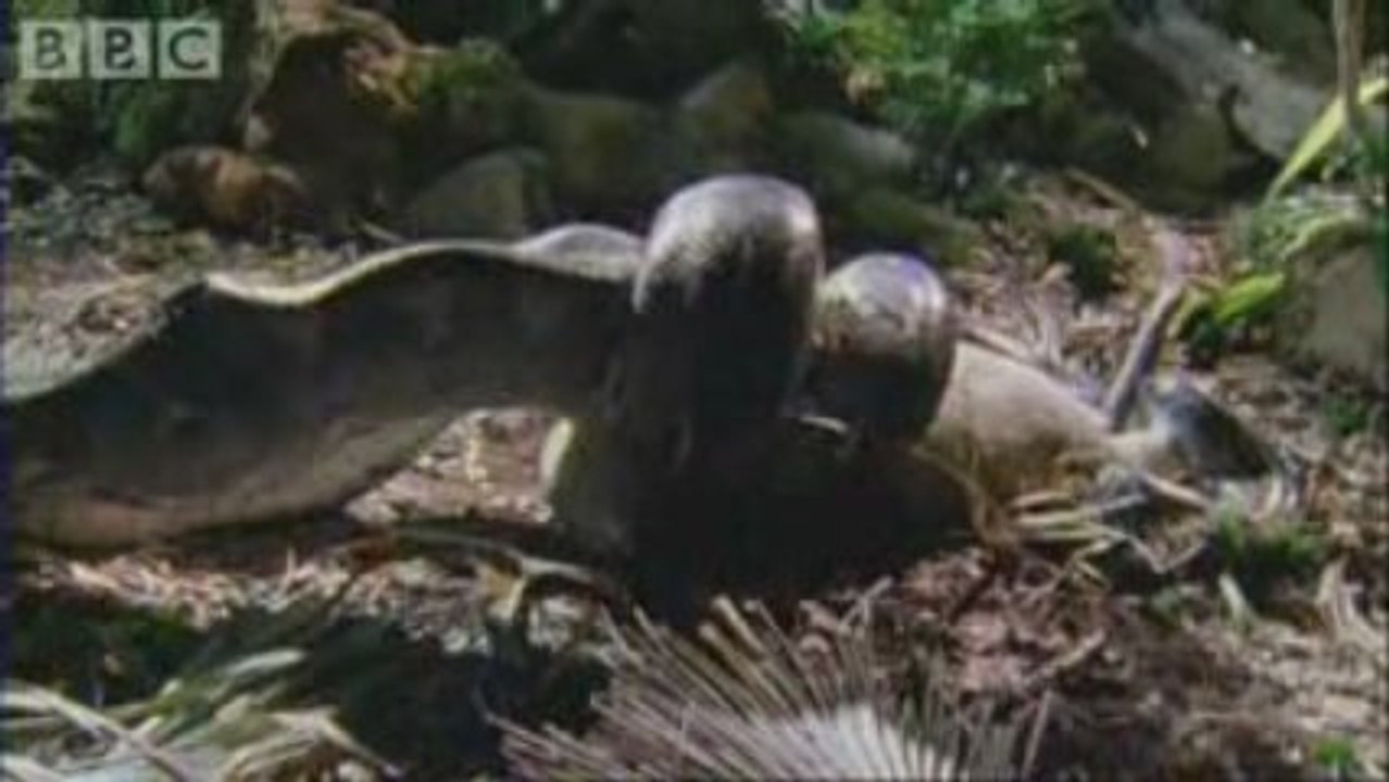 Fully Grown Python eating a Deer - BBC wildlife