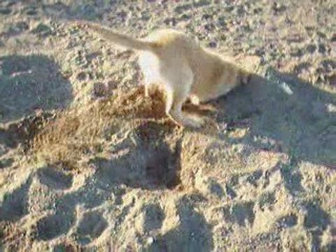 Tobby avril 2009 a 15 semaines