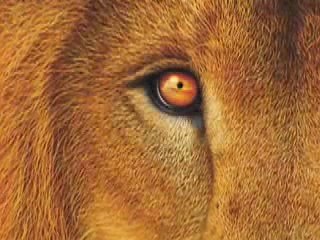 THIERRY SEGALL "INTRO"