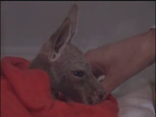 Cucciolo di canguro abbandonato