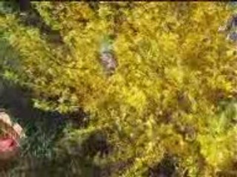 Pâques au balcon Auxerre 2009