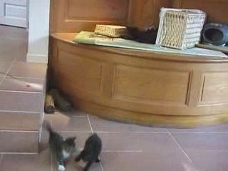 Cimba et Canelle - Chatons frère et soeur