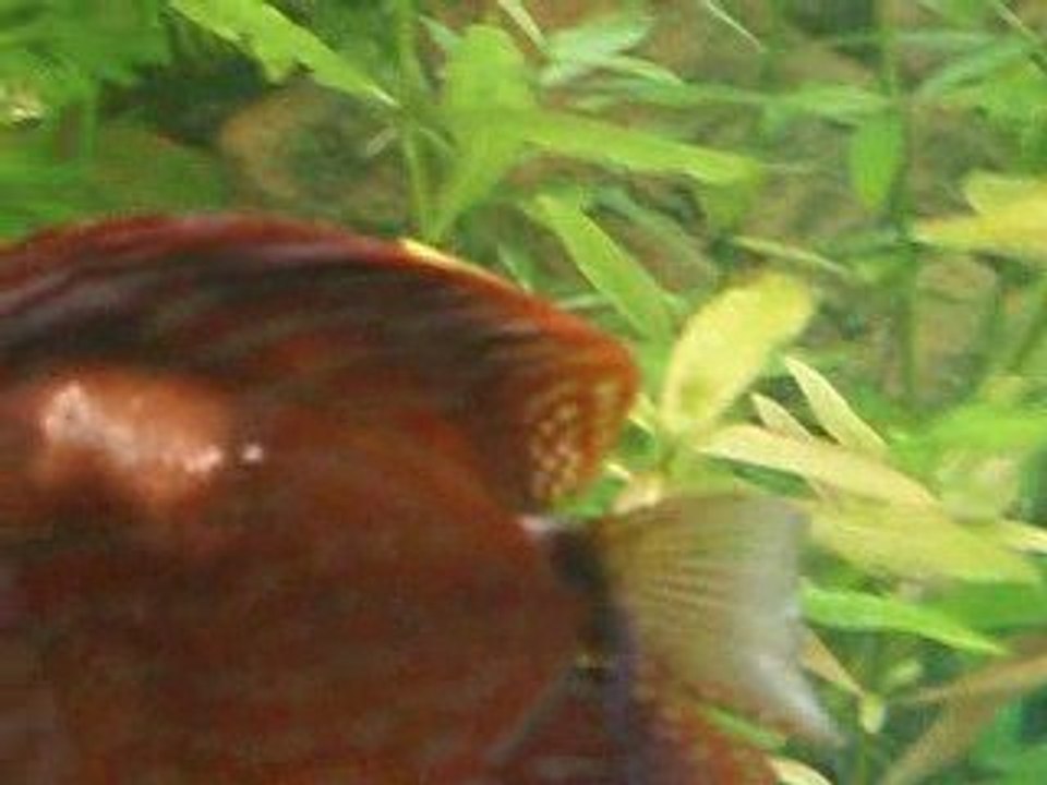 Discus malade 08